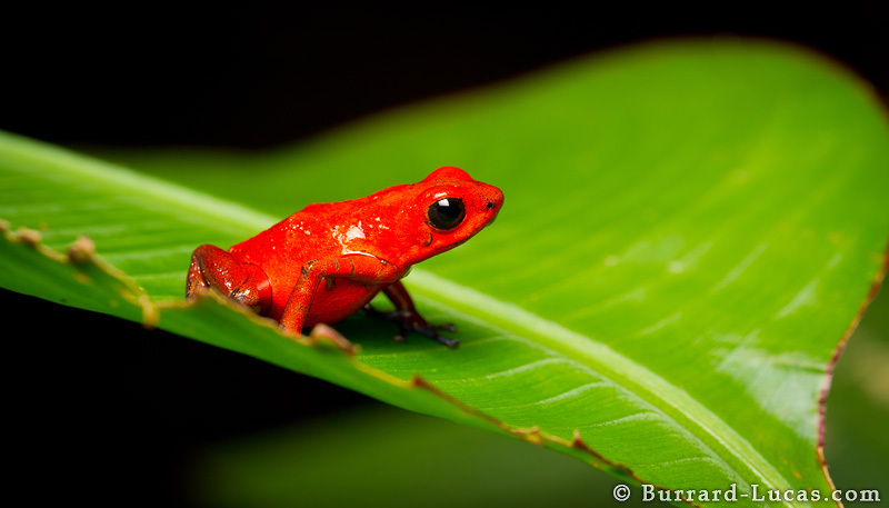 What are some facts about poison dart frogs?